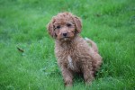 Cavapoo (reu) 33553