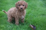 Cavapoo (reu) 33553
