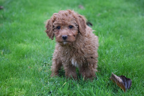 Cavapoo (reu) 33553