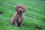 Cavapoo (reu) 33553