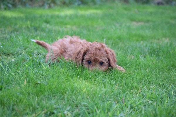 Cavapoo (reu) 33553