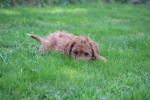 Cavapoo (reu) 33553