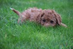 Cavapoo (reu) 33553
