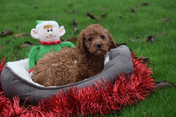 Cavapoo (reu) 33553