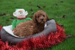 Cavapoo (reu) 33553