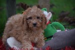 Cavapoo (reu) 33557