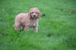 Cavapoo (reu) 33557