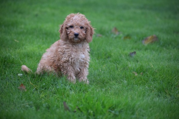 Cavapoo (reu) 33557