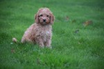 Cavapoo (reu) 33557