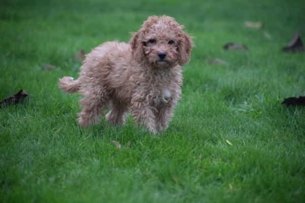 Cavapoo (reu) 33557