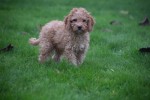 Cavapoo (reu) 33557