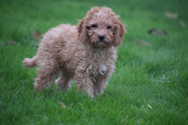 Cavapoo (reu) 33557