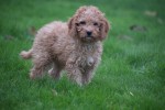 Cavapoo (reu) 33557