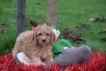 Cavapoo (reu) 33557
