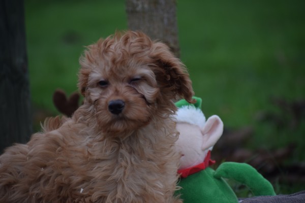 Cavapoo (reu) 33543
