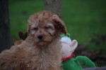 Cavapoo (reu) 33543