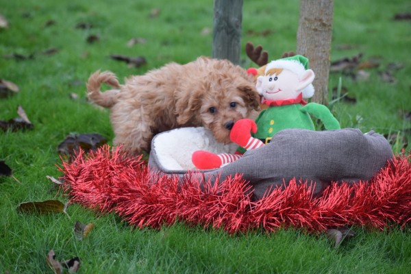 Cavapoo (reu) 33543
