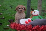 Cavapoo (reu) 33543