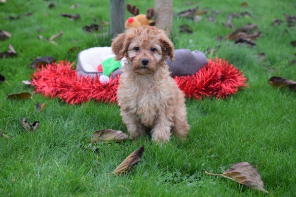 Cavapoo (reu) 33543