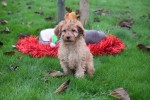 Cavapoo (reu) 33543