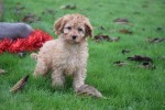 Cavapoo (reu) 33543