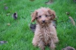 Cavapoo (teef) 36314