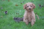 Cavapoo (teef) 36314