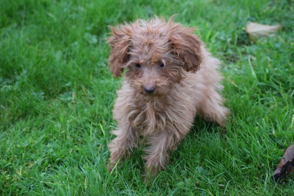 Cavapoo (teef) 36314