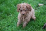 Cavapoo (teef) 36314