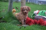 Cavapoo (teef) 36314