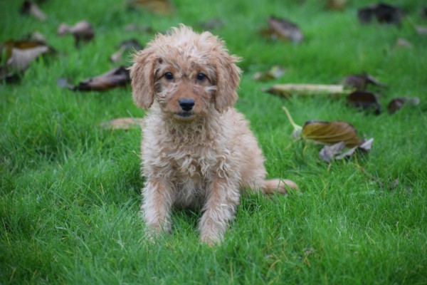 Cavapoo (reu) 33558