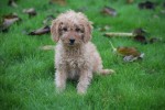 Cavapoo (reu) 33558