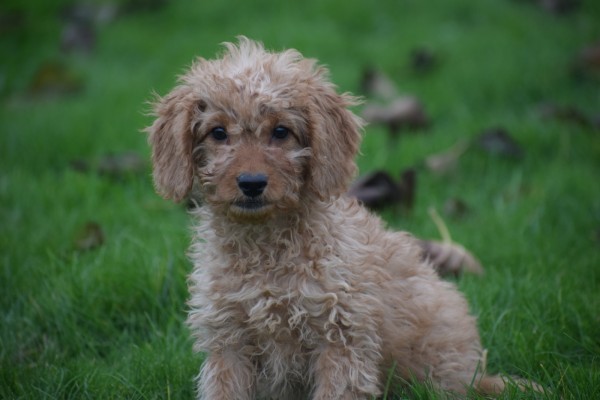 Cavapoo (reu) 33558