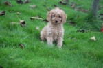 Cavapoo (reu) 33558