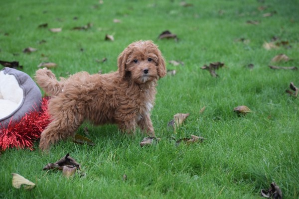 Cavapoo (teef) 33556