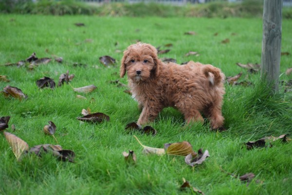 Cavapoo (teef) 33556