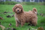 Cavapoo (teef) 33556