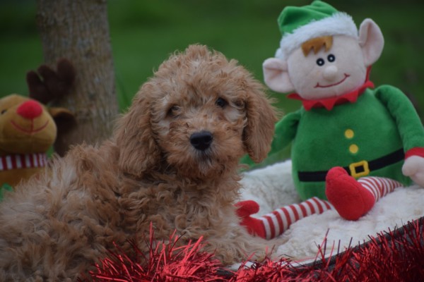 Cavapoo (reu) 33555
