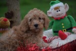 Cavapoo (reu) 33555