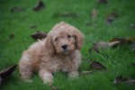 Cavapoo (reu) 33555