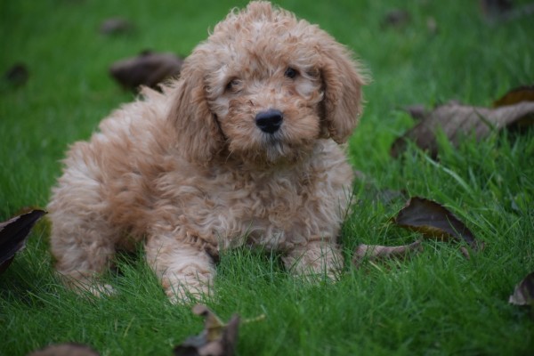 Cavapoo (reu) 33555