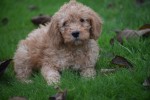 Cavapoo (reu) 33555