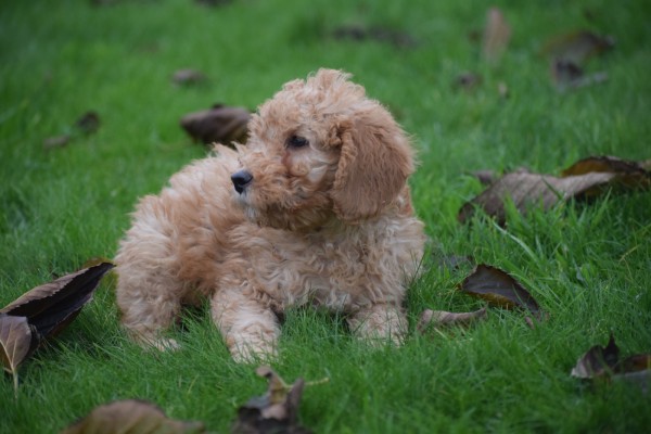Cavapoo (reu) 33555