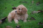 Cavapoo (reu) 33555