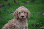 Cavapoo (reu) 33555