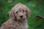 Cavapoo (reu) 33555