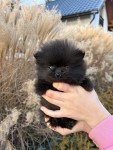 Keeshond nestje 