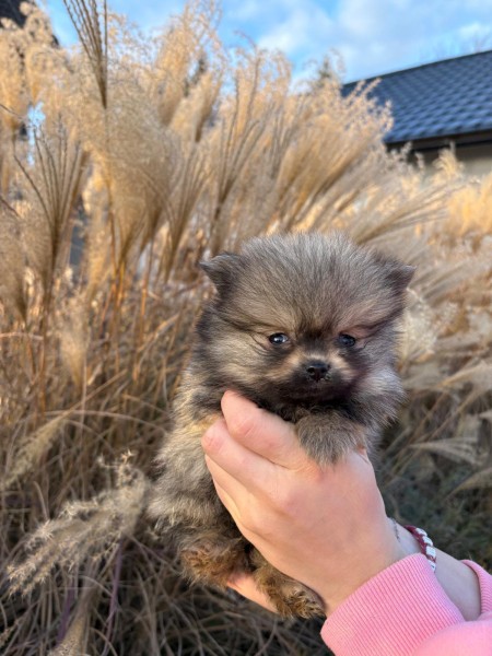 Keeshond nestje 