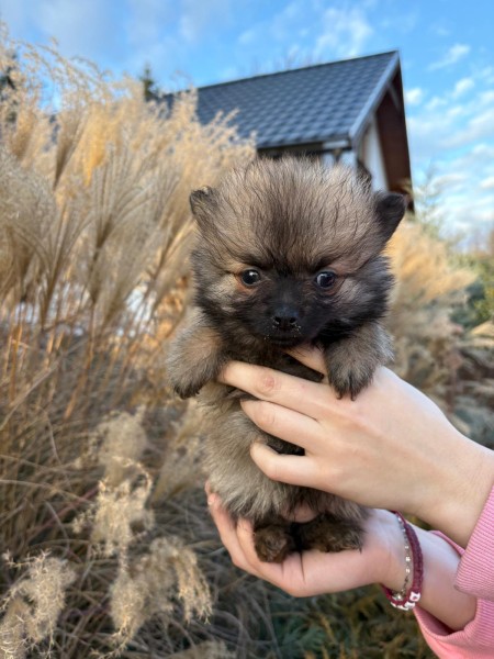 Keeshond nestje 