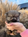 Keeshond nestje 